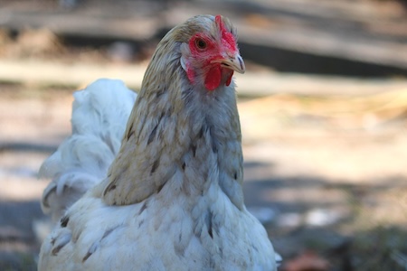 Poule