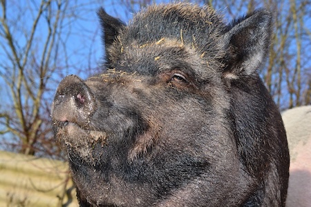 Cochon