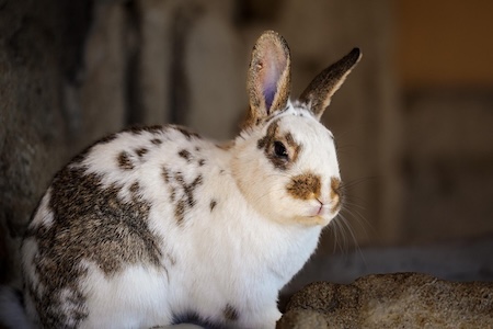 Lapin