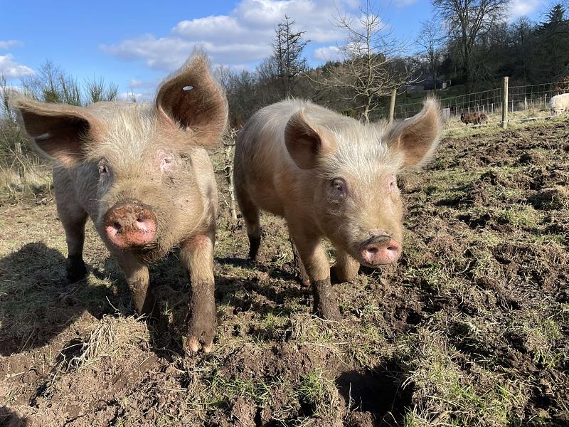 Image de couverture de Refuge de Pompoho