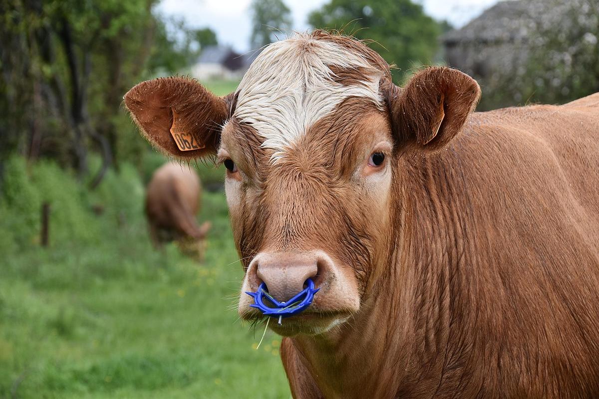 Clapets nasaux et anneaux de sevrage : le revers d’une pratique laitière