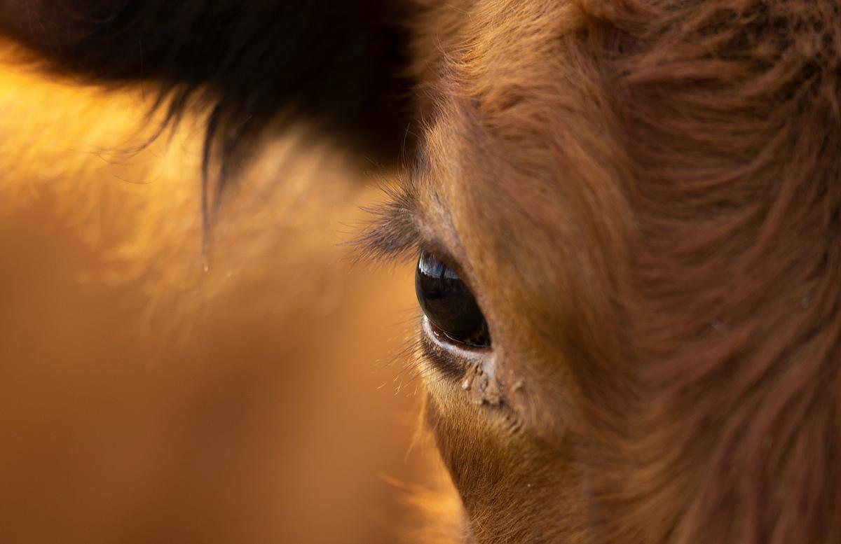 Les vaches : Des êtres sensibles comme nous tous