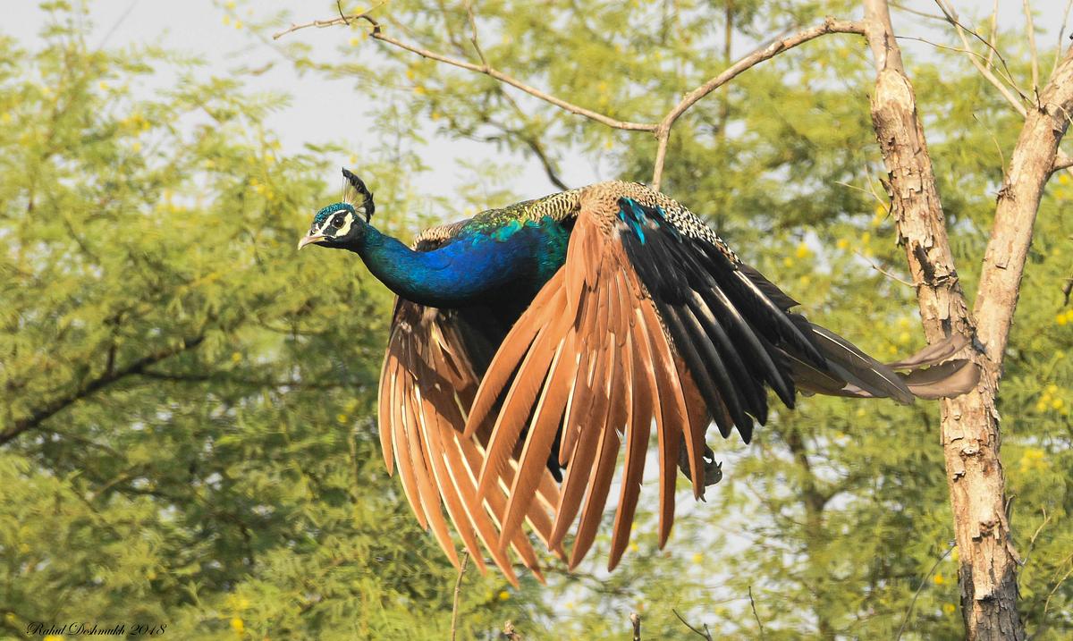 Le paon : un oiseau capable de voler